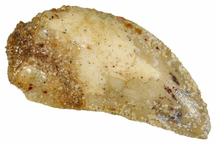 Bargain Raptor Tooth - Real Dinosaur Tooth #332893